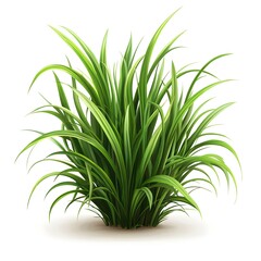 Fototapeta premium A simple and elegant grass plant isolated on a bright white background for seasonal and natural illustrations