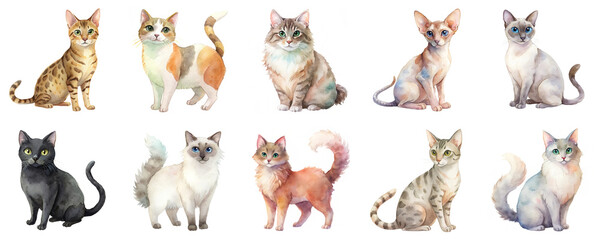 Cat breeds beautifully depicted in a watercolor illustration set. Each feline is uniquely designed with vibrant details isolated on transparent background.