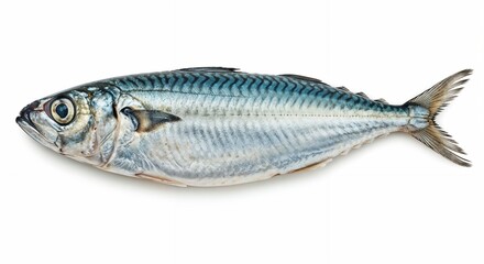 Naklejka premium Fresh whole mackerel fish with blue stripes on a white background