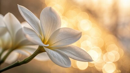 Obraz premium Micro petals background Delicate white flower against a soft, glowing background. Abstract micro flower.