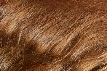 Naklejka premium natural, long female hair, grooming, combing hair, hairstyle of a man, a girl. background for the design.
