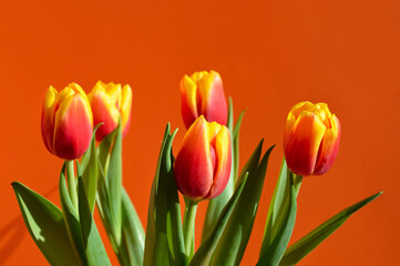 Fototapeta premium a bouquet of tulips, spring flowers. March 8th, birthday, spring festival. background for the design.