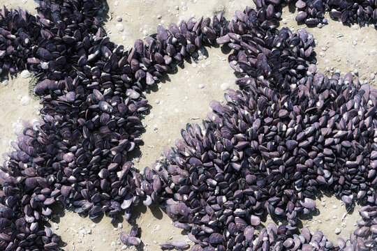 massed purple mussells on rocks