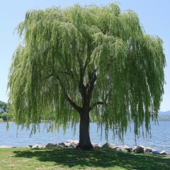 Serene Weeping Willow Tree Growing Next to Lake, Summer Sunny Day Atmosphere