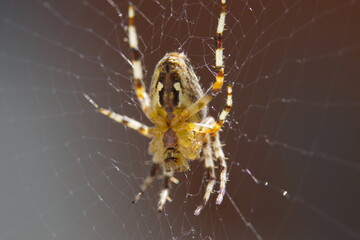 Close-up of cross spider in sunlight, abdomen of cross spider, cross spider in web, brown...
