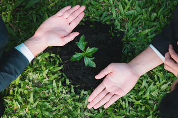 Top view group of businesspeople grow and nurture plant together on fertilized soil concept of eco company committed to CSR corporate social responsible principle, reducing CO2 emission. Gyre