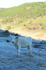 animais em pasto coberto por geada em amanhecer no inverno em urubici, santa catarina 