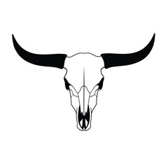 skull of a bull