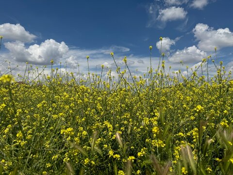 Charlock or wild mustard, Sinapis arvensis, is a plant found in arid soil. The rapeseed flower.The Sinapis arvensis detail of Diplotaxis flowering rapeseed canola or colza in latin Brassica Napus.