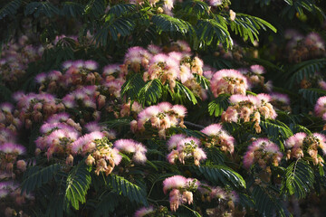 Albizia Lankaran (lat. Albizia julibrissin) is a species of trees of the Albizia genus. Beautiful, fluffy and weightless flowers against the background of a green tree crown. Used in medicine.