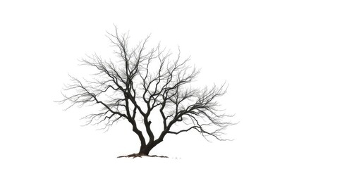 Obraz premium A solitary tree, stark branches against a pure white backdrop, clean, peaceful
