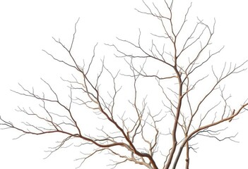 Obraz premium Bare, intricately branched tree limbs against a pure white backdrop, stock photo, wood