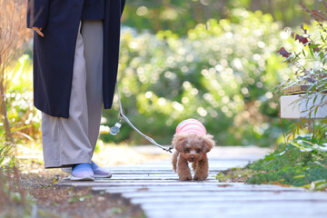 緑が生えている道で散歩するトイ・プードル © ぬいぐるみ王国