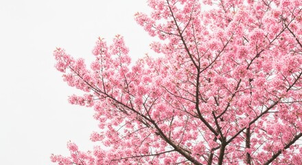 Fototapeta premium Pink Cherry Blossom Tree Branches - Close-up view of delicate pink cherry blossoms blooming on tree branches against a white sky