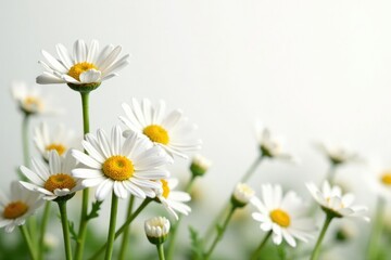 Fototapeta premium Delicate daisies float gently on a white background, plants in nature, daisy flowers, color palette
