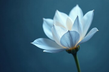 Serene White Bloom Against a Deep Teal Background, a Study in Delicate Petals and Subtle Light