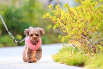 散歩を楽しんでいるトイ・プードル