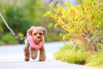 散歩をしているトイ・プードル © ぬいぐるみ王国