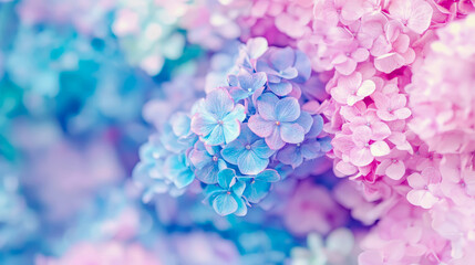 Obraz premium Dreamy Hydrangea Bloom: A Floral Print, Card Design in Soft Pink and Blue Pastel Palette