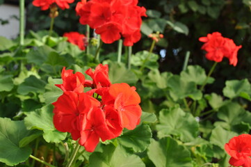 Fototapeta premium 花鳥園