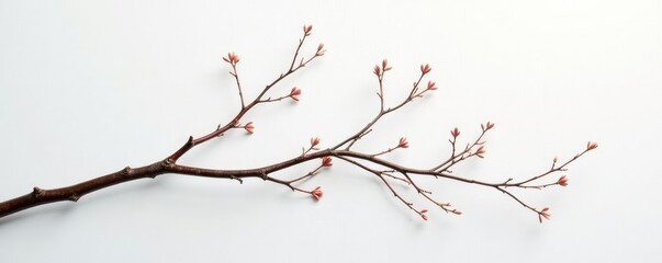 Fototapeta premium Long slender branches intertwined on white surface, thin, delicate, long