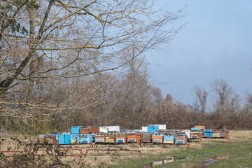 honey bee hives