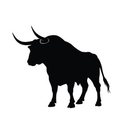 black bull isolated on white