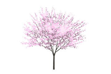 Obraz premium Cherry blossom illustration sakura japan