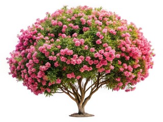 Obraz premium Aerial View White Oleander Tree, Blooming Spherical Crown, Thin Trunk, Isolated, High-Resolution Image