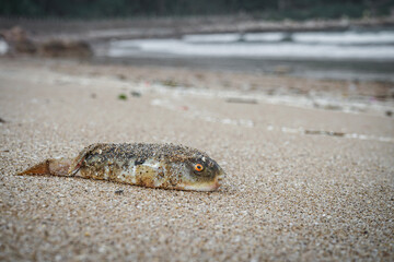 A close-up of a dead fish on the beach