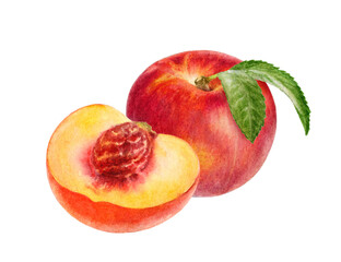 Hand-Painted Watercolor Nectarine Botanical Illustration Isolated on White