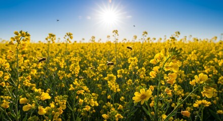 Naklejka premium Sunny Yellow Rapeseed Field with Bees - Vibrant yellow rapeseed flowers bloom under a bright sun, with busy bees pollinating. A picturesque springtime scene