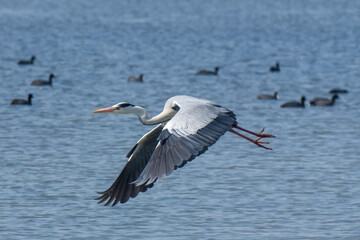 Habitat for birds, herons and coots