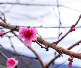 Pink flower