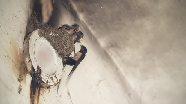 Swallows' nests in early summer, chicks begging for food fed by their parents. 
Mother swallow flies to her cute chicks, who are waiting for food and open their yellow mouths.
