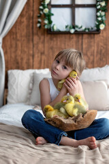 Fototapeta premium Happy beautiful child, kid, playing with small beautiful ducklings or goslings,, cute fluffy animal birds
