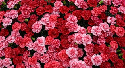Vibrant Carnation Floral Abundance - A profusion of red and pink carnations, symbolizing love, passion, fascination, distinction, and remembrance
