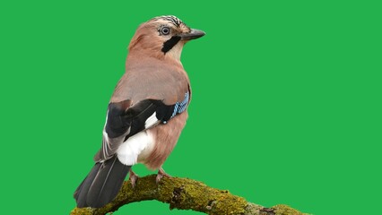 Serene Birds Resting on a Tree Branch Amidst a Green Haven 