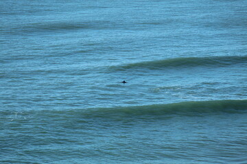 Obraz premium golfinho nadando no mar em laguna, santa catarina