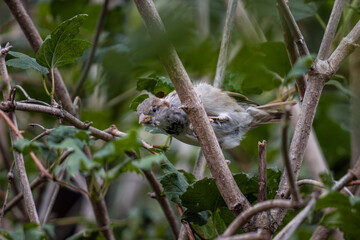 Fototapeta premium Close-up shot of a young sparrow clinging to branches among lush leaves in a garden, highlighting the bird’s natural habitat and curious behavior.
