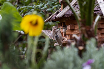 Close-up shot of two sparrows feeding at a wooden birdhouse in a lush garden, with a bright sunflower in the foreground, highlighting nature and wildlife interaction.