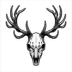 illustration vector of Deer skull head in black white line drawing