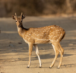 Spotted Deer 