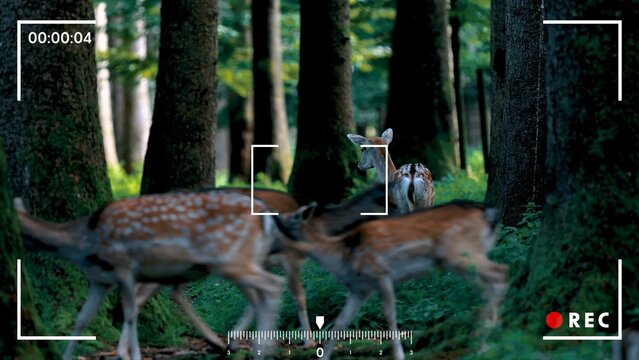 Modern Camera Recording Overlay Template