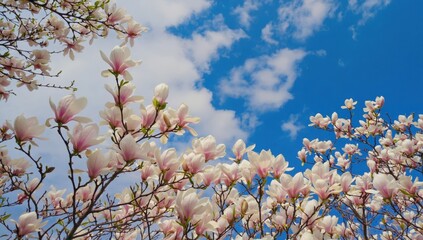 A stunning close-up of magnolia branches covered in delicate white and pink blossoms against a clear blue sky.
