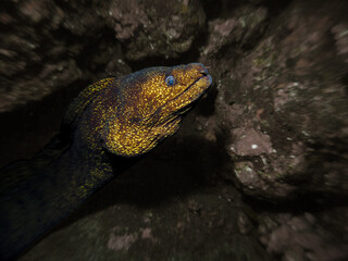 ウツボ moray eel2