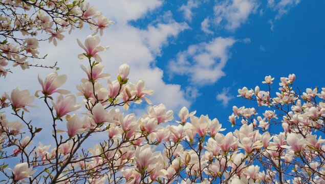 A stunning close-up of magnolia branches covered in delicate white and pink blossoms against a clear blue sky.
