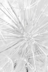 Obraz premium Intricate white dandelion seeds with water droplets