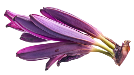 "A fresh banana blossom (heart of banana) with vibrant purple petals, isolated on a transparent background. The blossomâ€™s long, slender shape