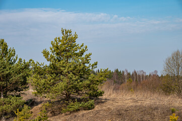 Young pine trees, a large stone on the edge of the forest on a sunny day in early spring.